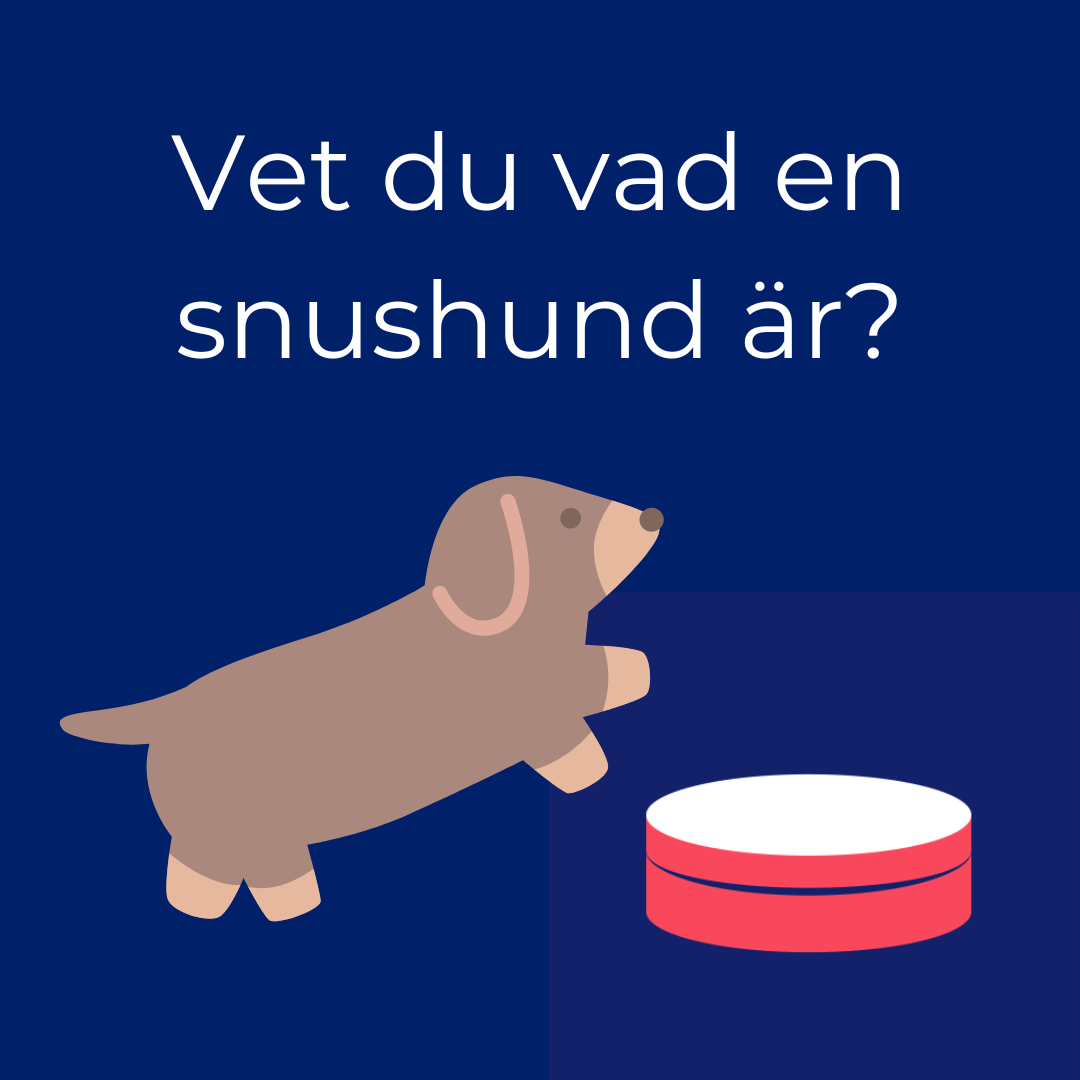 Hur förvarar man snus och nikotinpåsar? | Haypp Nicopedia