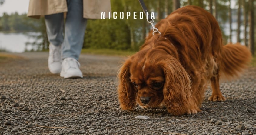 Hund som nosar på en snusprilla