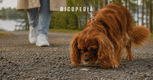 Hund som nosar på en snusprilla